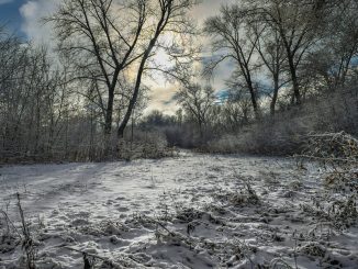 Trees Meadow Snow Cold Clouds  - Dmitry_Bukhantsov / Pixabay